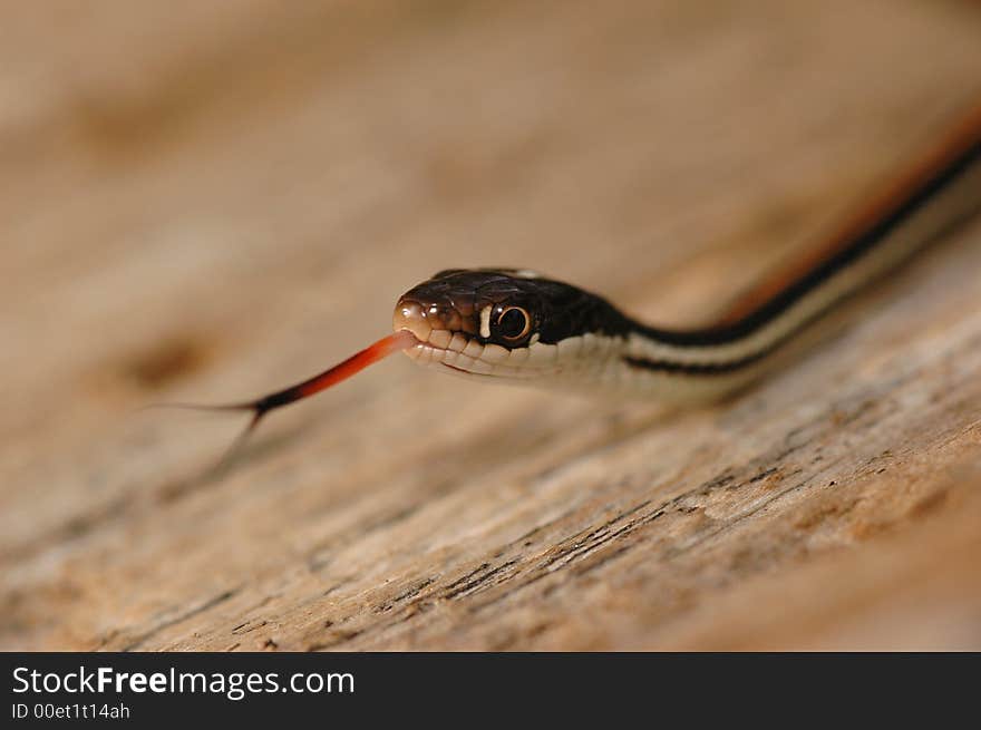 A macro photograph of a western ribbon snake from north western Missouri.