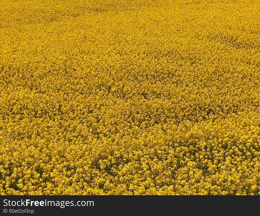 Mustard Field