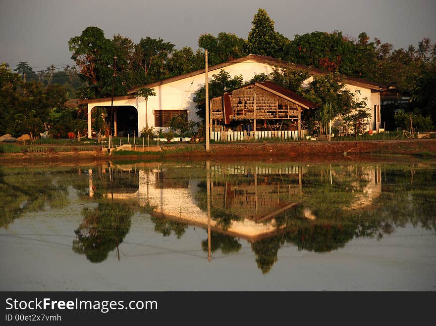 Trees, farm house,paddy field