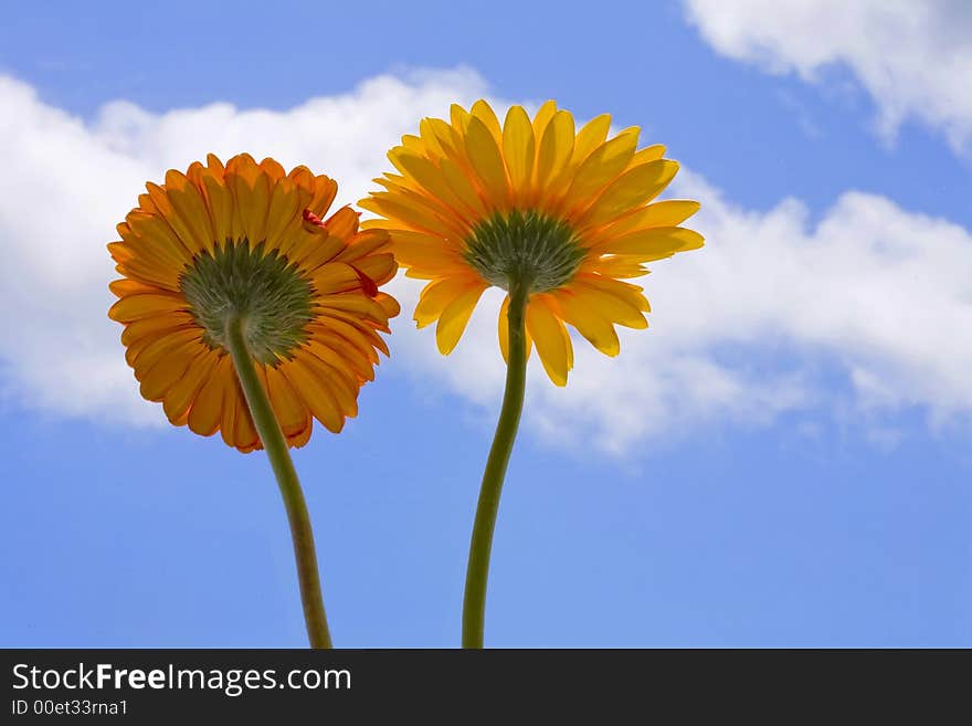 Gerberas