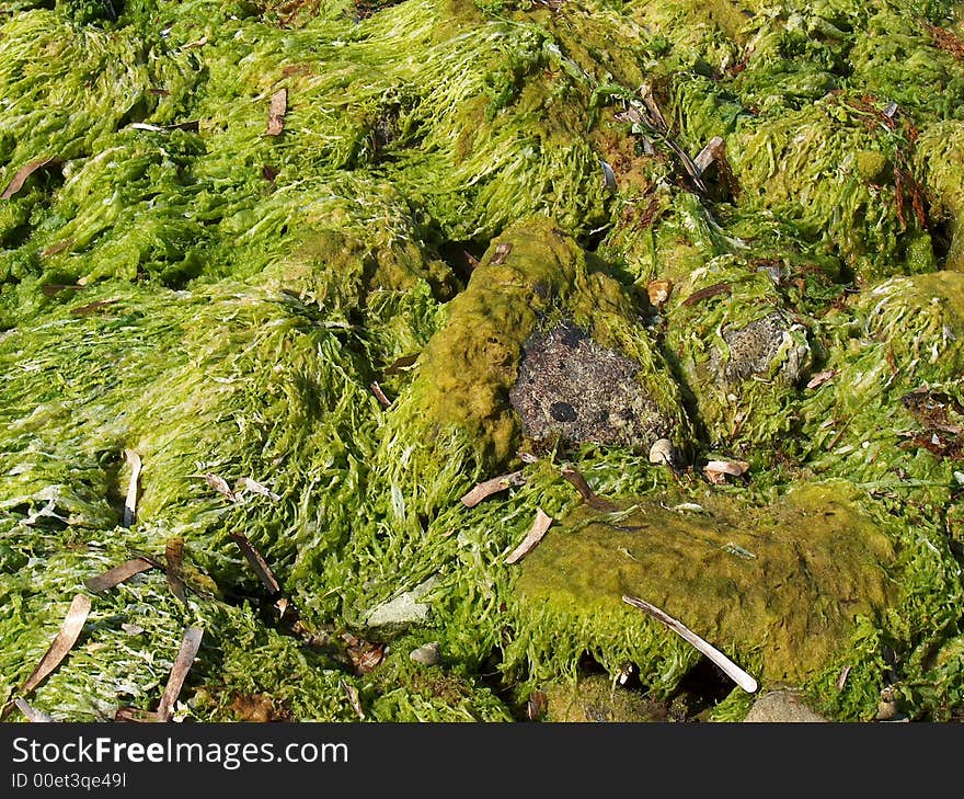 Moss on the ground, rocky beach covered by moss, detail
