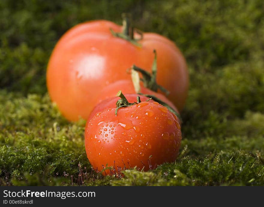 Tomatos on the moss