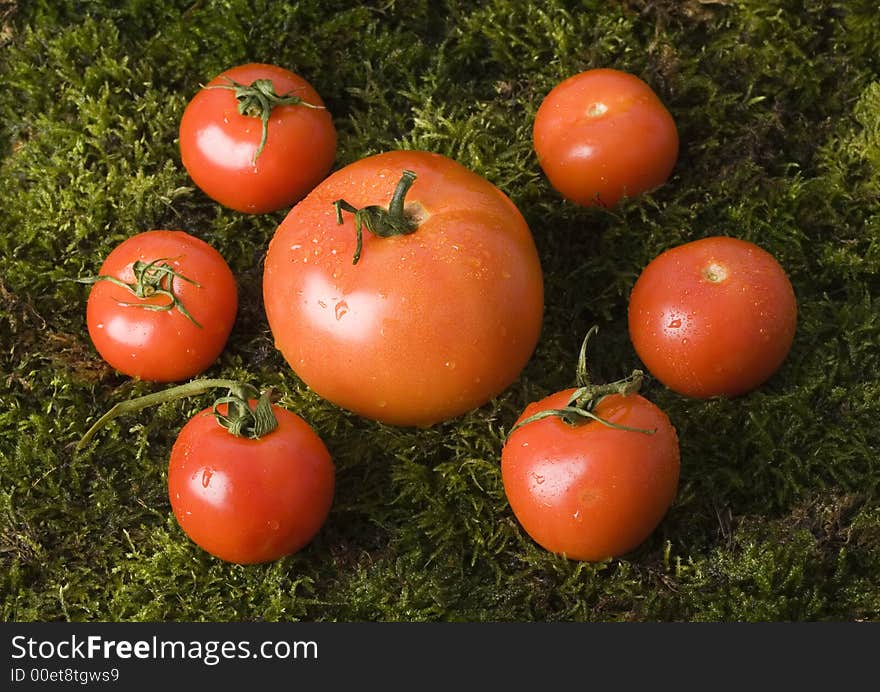 Tomatos on the moss