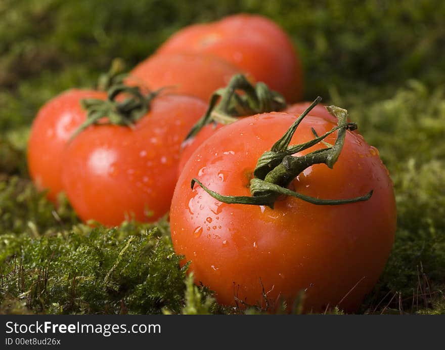 Tomatos on the moss