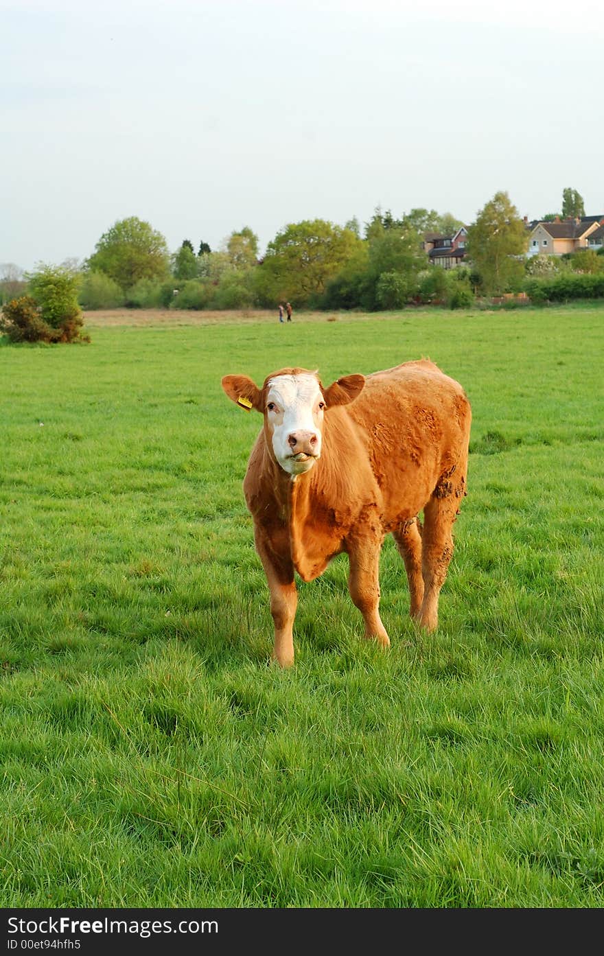 Cow In The Meadow