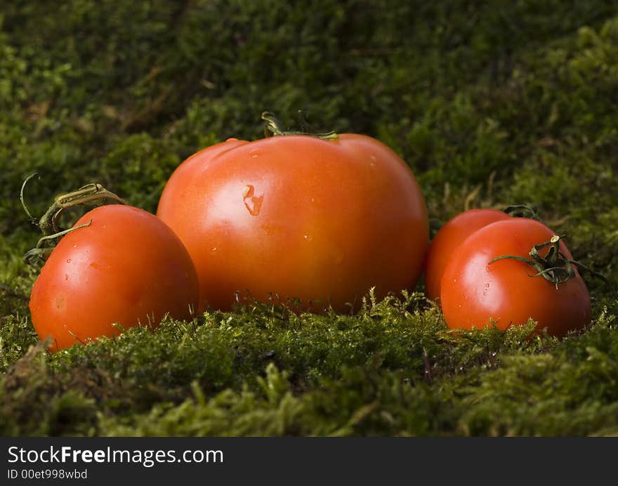 Tomatos On The Moss