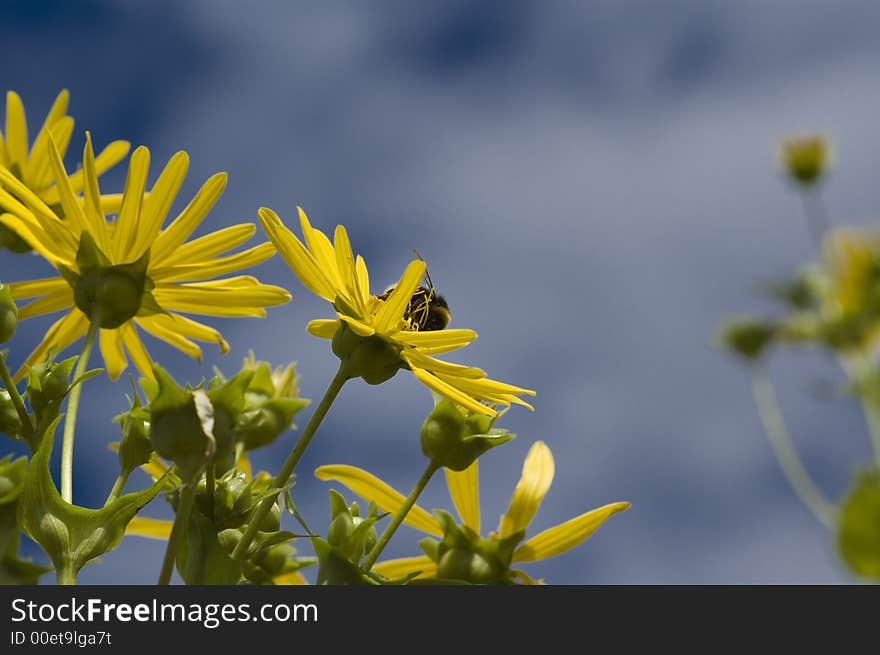 Blue sky in nice suny summer day yellow flower