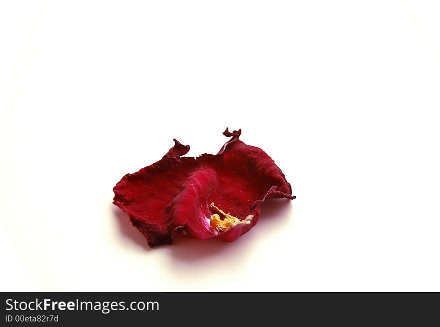 Roses, love, valentines, feelings, red, touching, floral, petal, loss, symbolism, symbol, flora. Roses, love, valentines, feelings, red, touching, floral, petal, loss, symbolism, symbol, flora