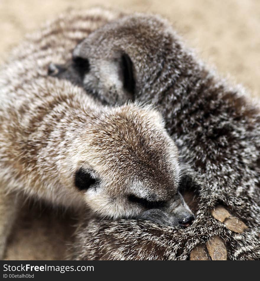 Timon In Love (Meercat Couple)