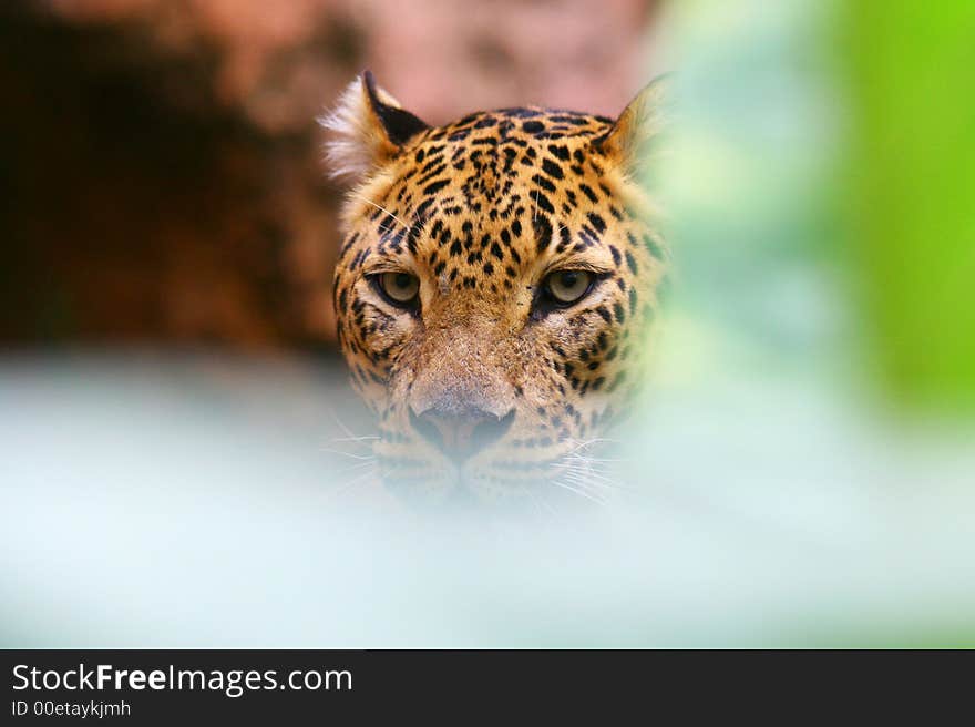 Leopard undercover stalking his prey. Leopard undercover stalking his prey