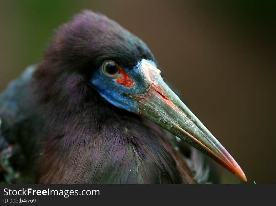 African bird with long colourful beak. African bird with long colourful beak