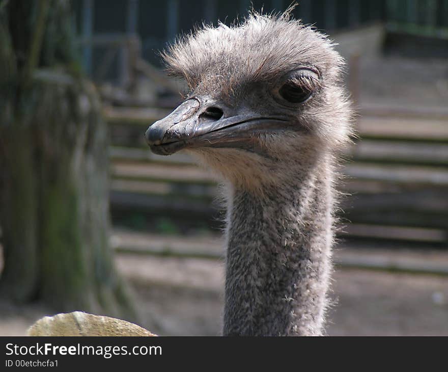 Ostrich head in garden