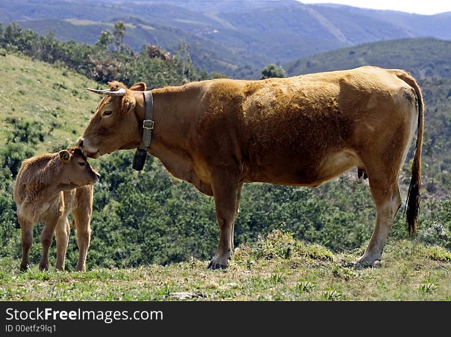 Cow with calf