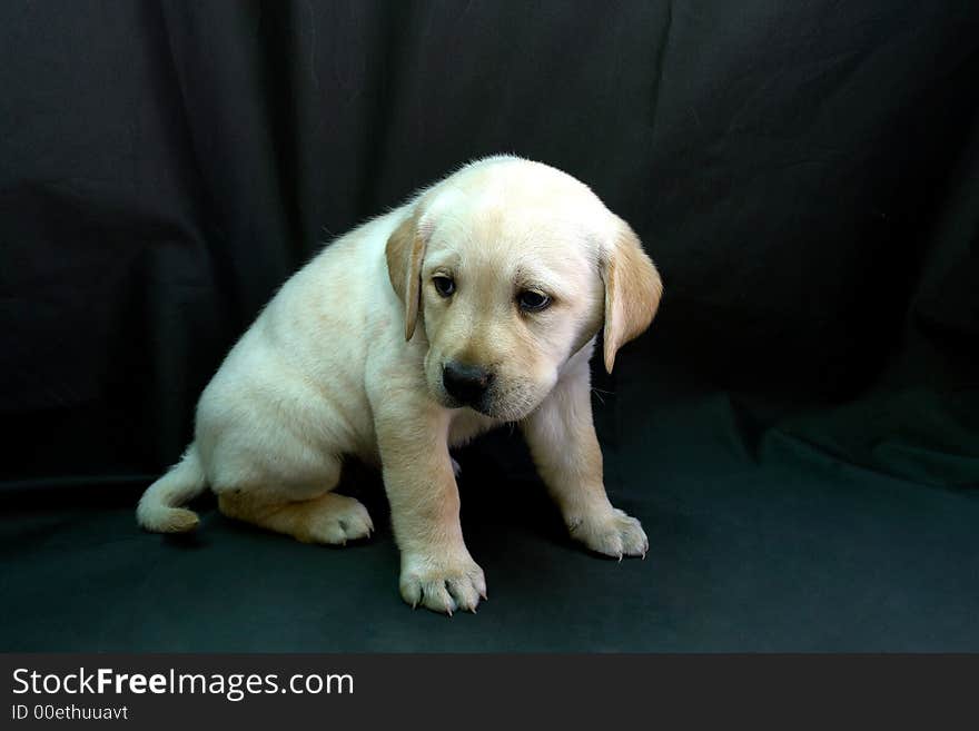 Labrador retriever puppy 19