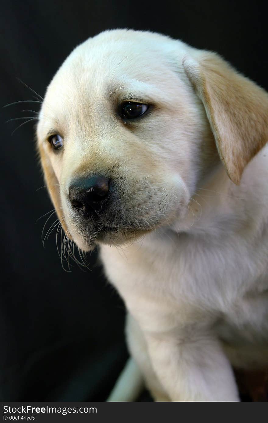 Yellow labrador retriever puppy portret. Yellow labrador retriever puppy portret