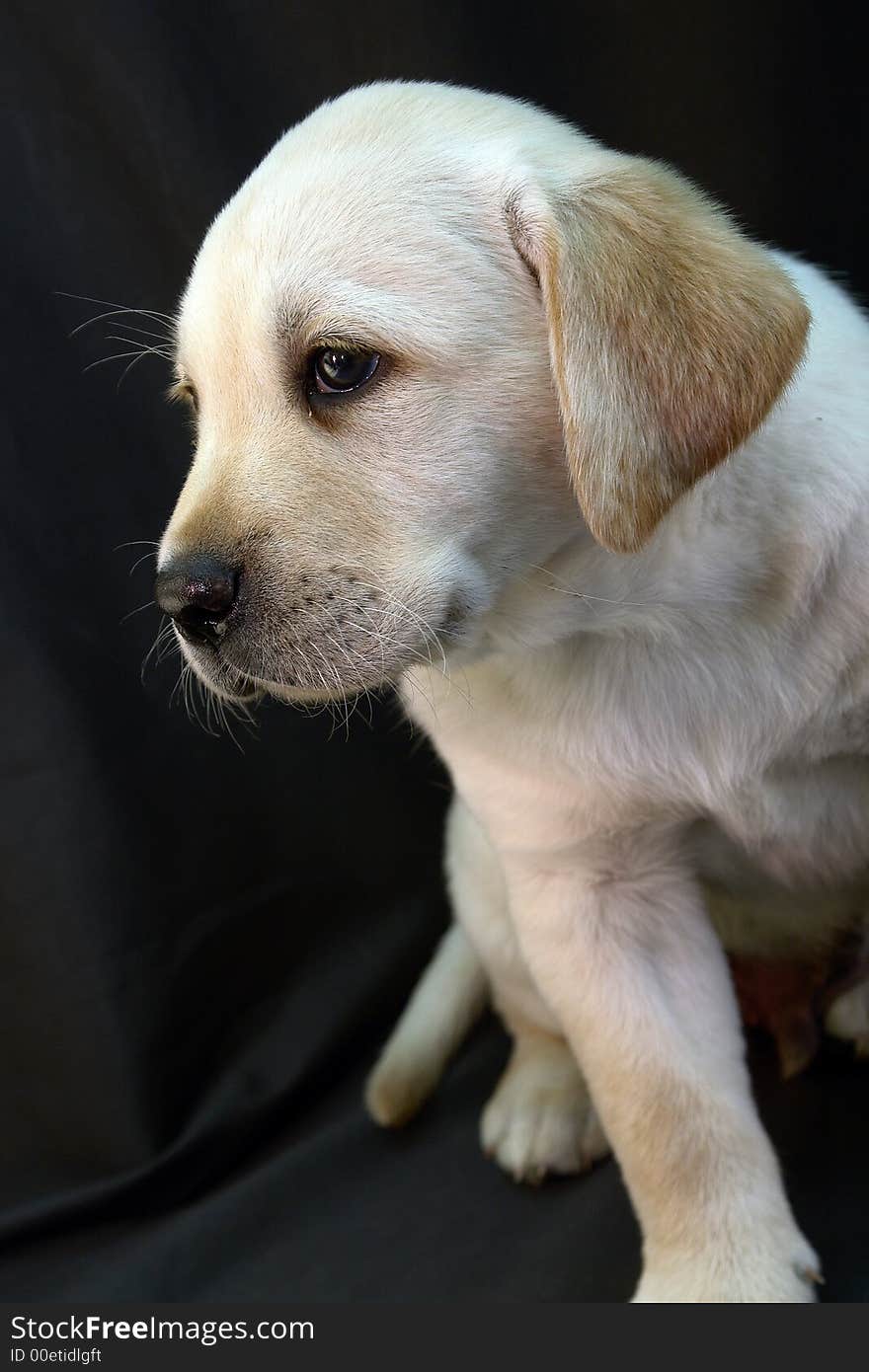 Yellow labrador retriever puppy portret. Yellow labrador retriever puppy portret