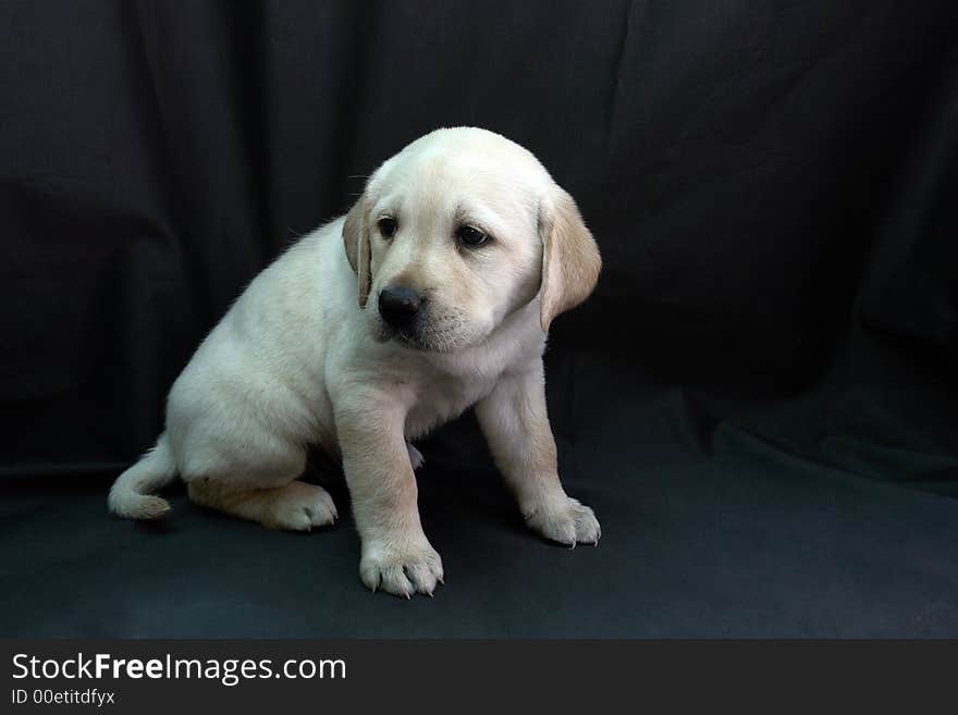 Yellow labrador retriever puppy portret. Yellow labrador retriever puppy portret