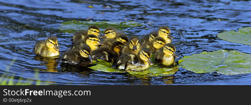 Ducklings swimming with their mom jumped onto the waterlilly.