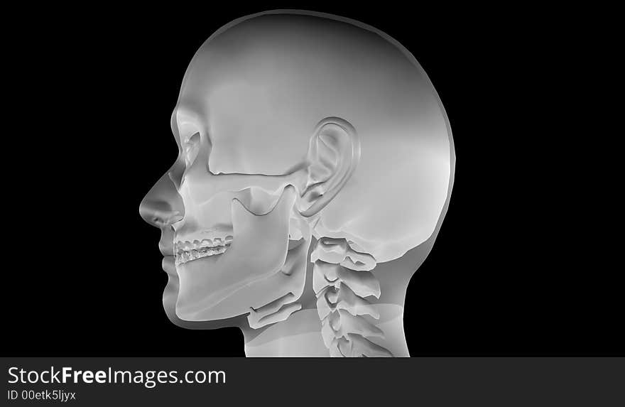 X-Ray of Human Head