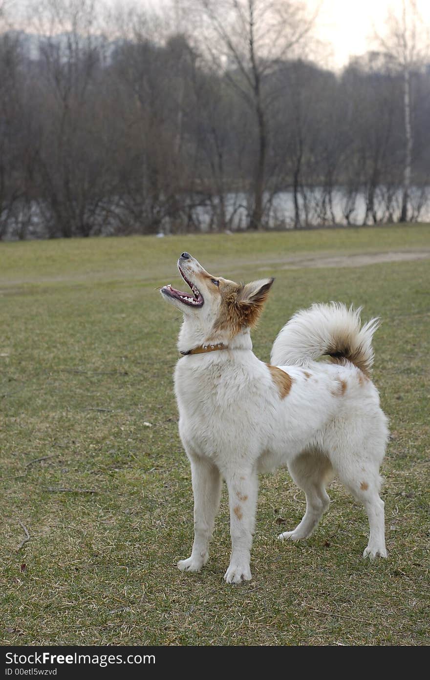 Beautiful blanching dog looks at sun