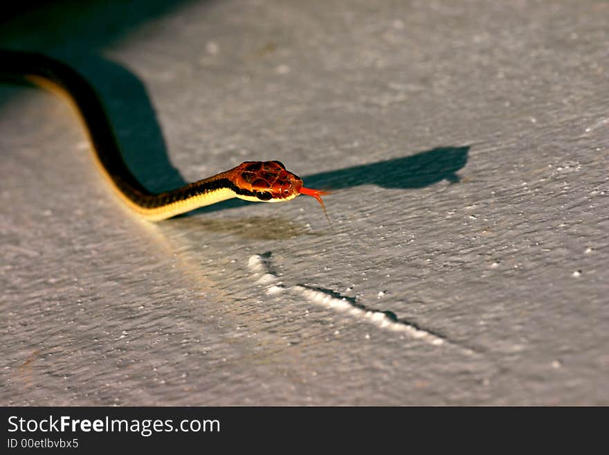 Close up view of snake