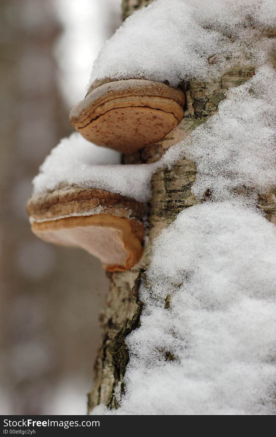 Birch in snow