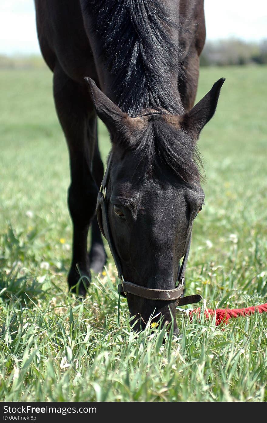 Black thoroughbred horse in a field eating green grass. Black thoroughbred horse in a field eating green grass.