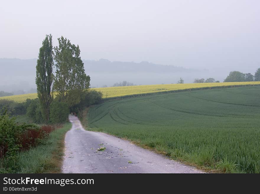 Towards the rapeseed fields