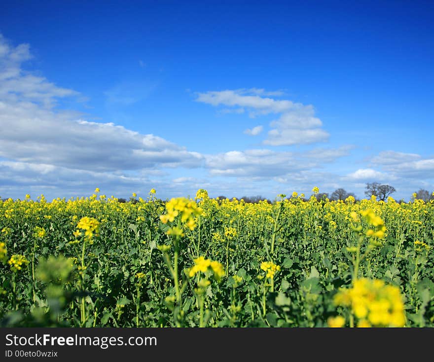 Rapeseed Field