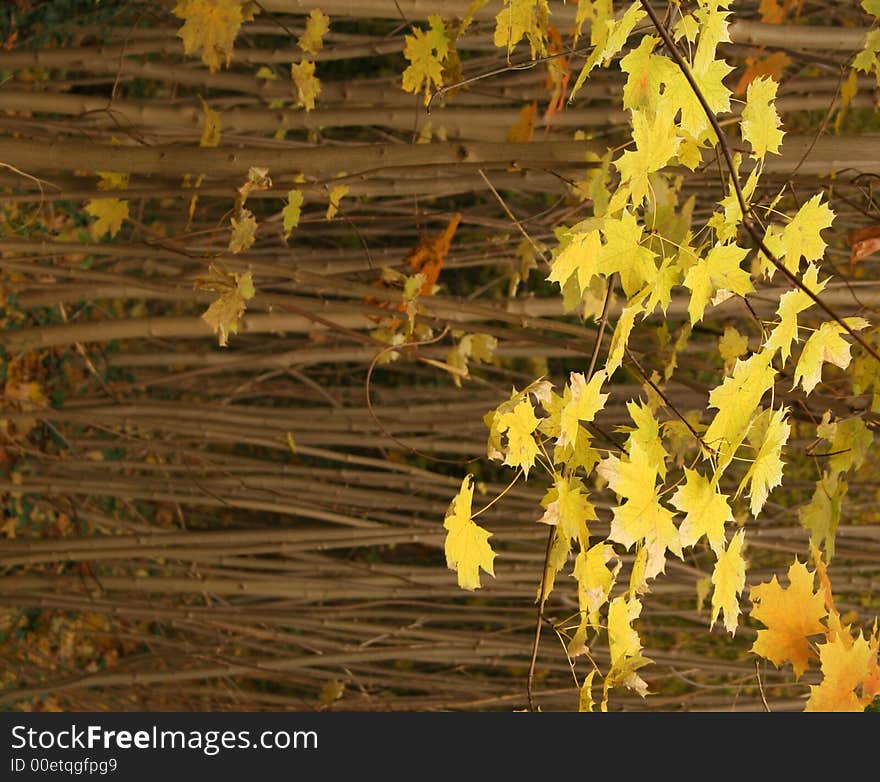 Young maple trees background, autumn. Young maple trees background, autumn