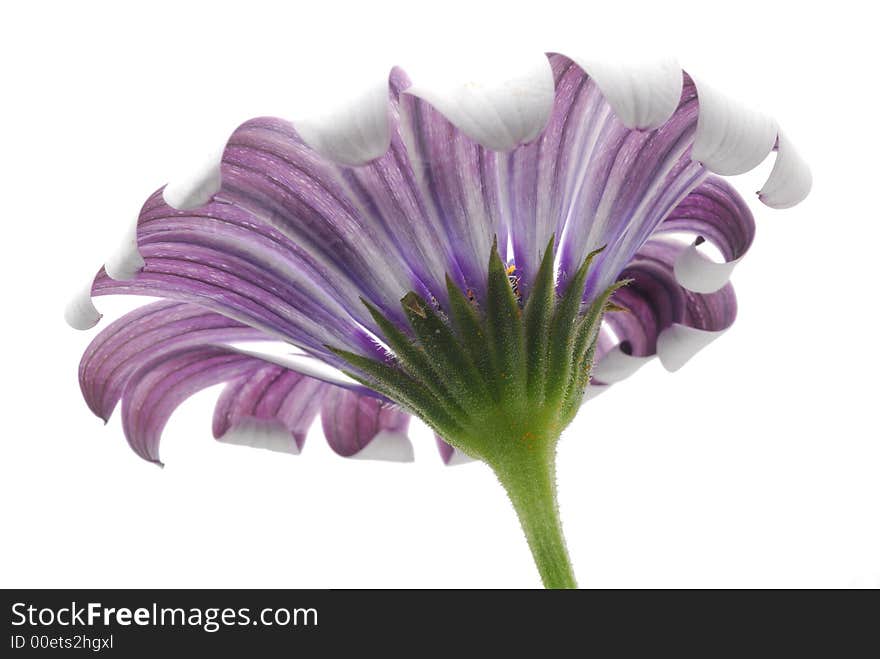 Pink flower against white background