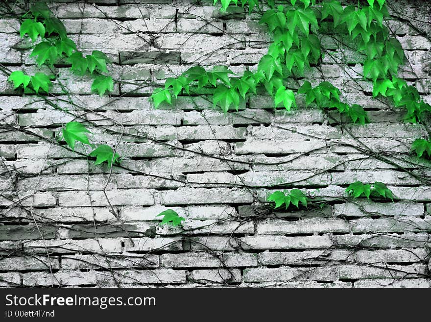 Old wall facade pattern framed tree. Old wall facade pattern framed tree