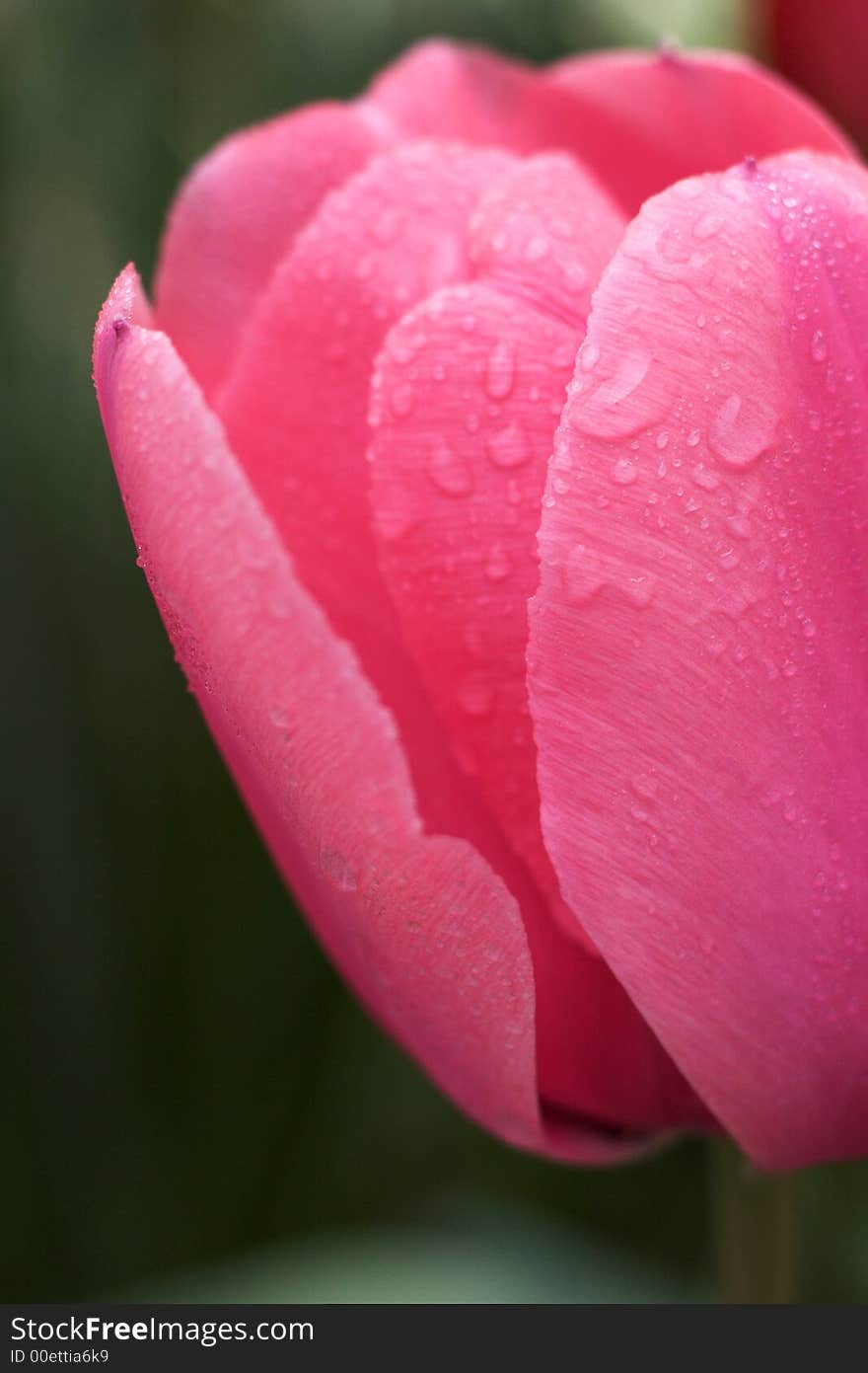 Beautiful Tulips