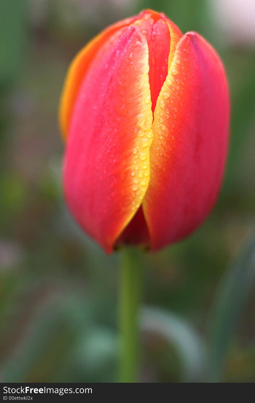 Image of a beautiful red and yellow tulip with water drops. Image of a beautiful red and yellow tulip with water drops