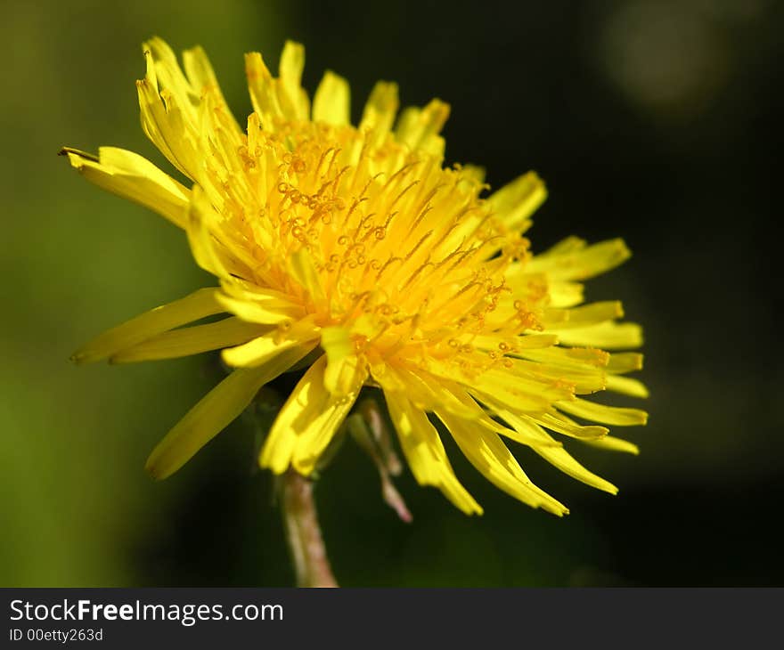 Dandelion