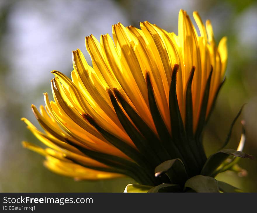 Dandelion