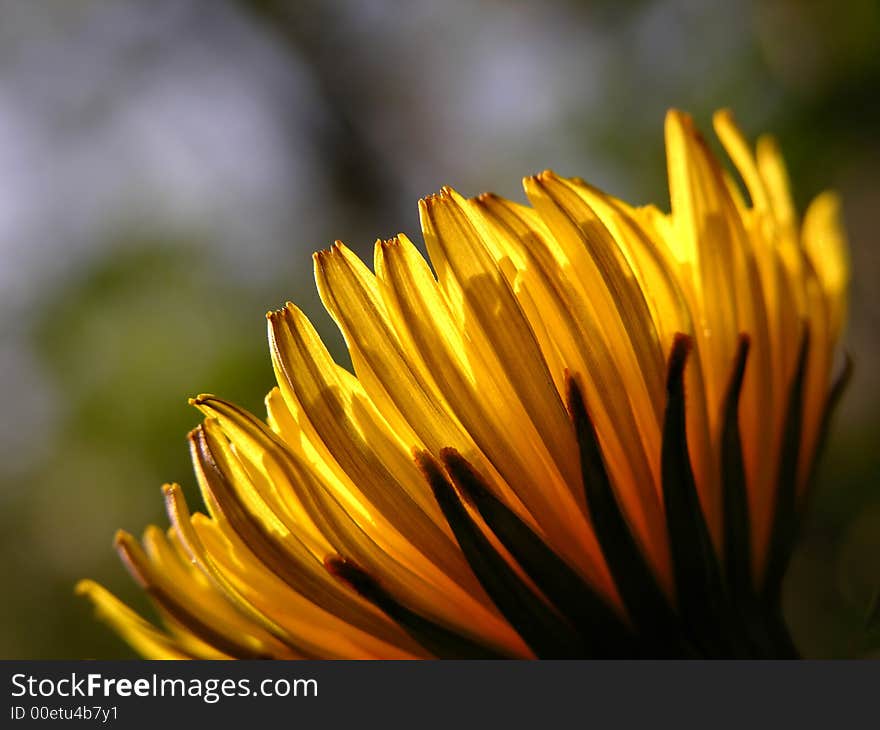 Yellow flower with blur background. Yellow flower with blur background