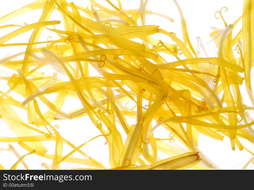 Yellow petals on white background