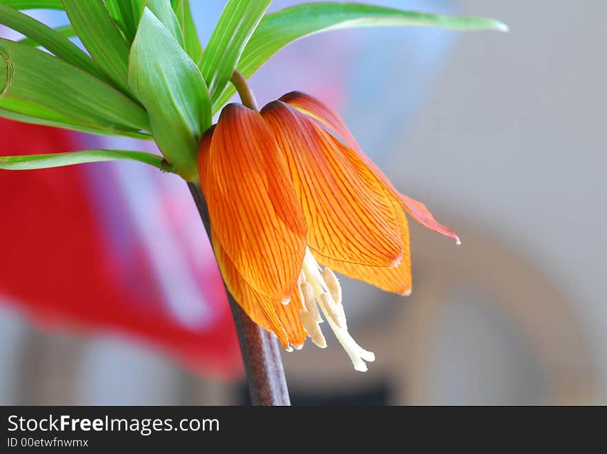 Orange flower with natural blur background