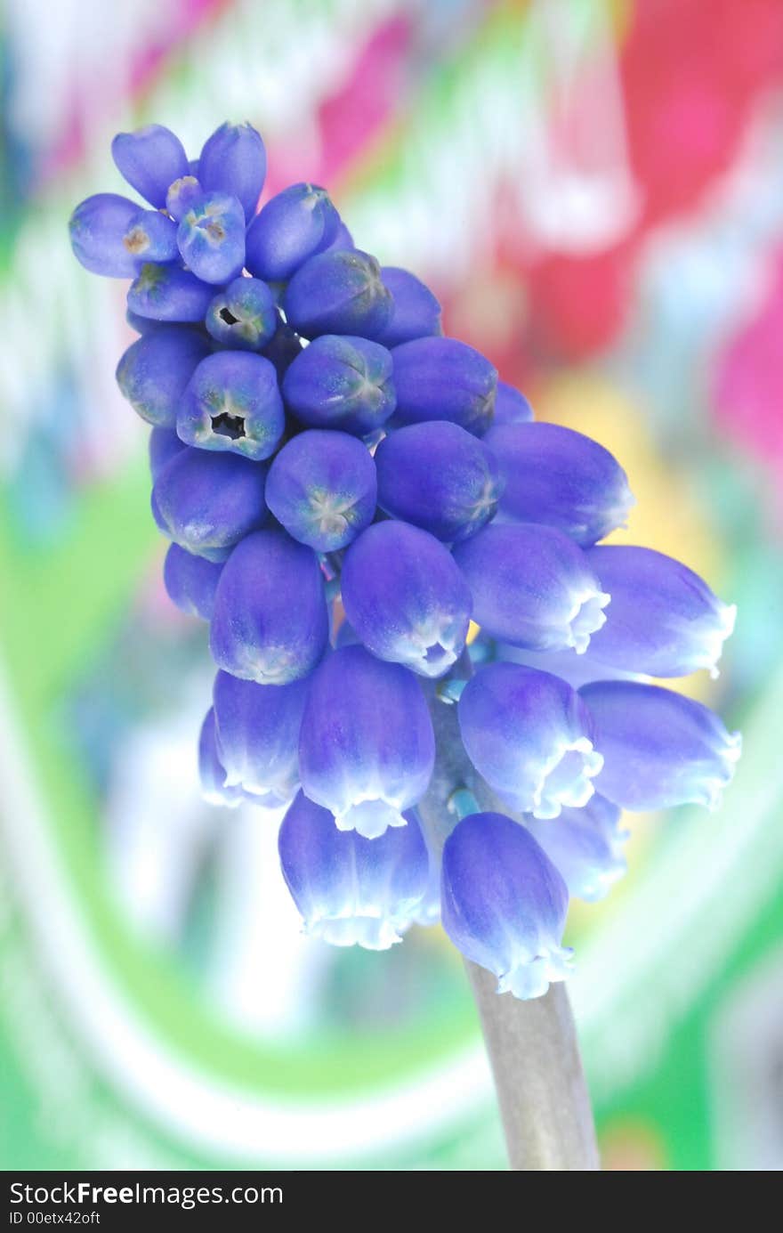 Blue flower with blur color background