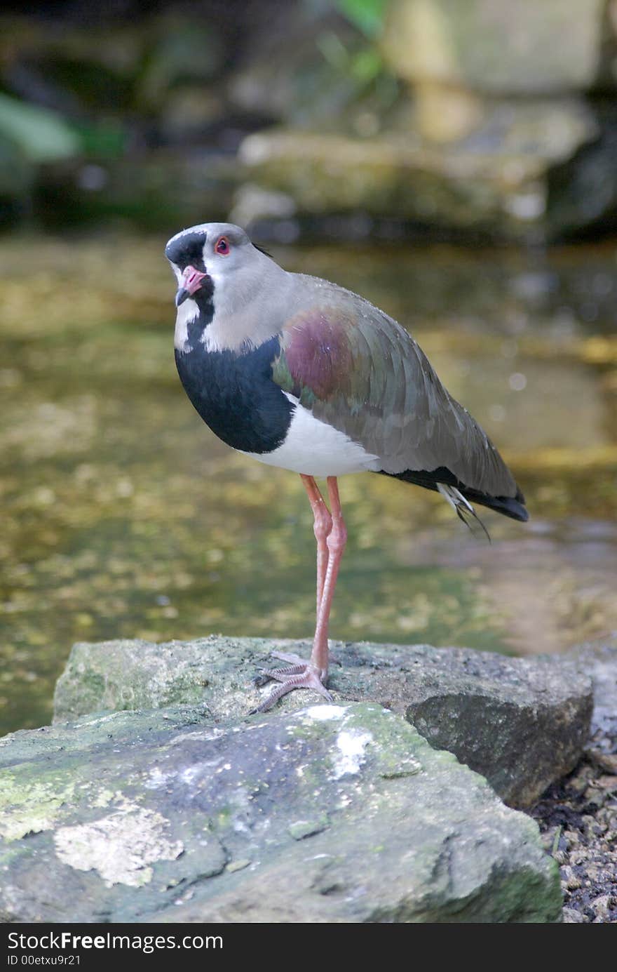 Southern Lapwing