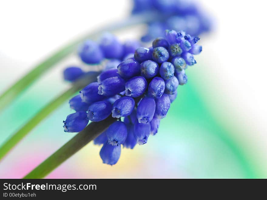 Blue flower with blur background