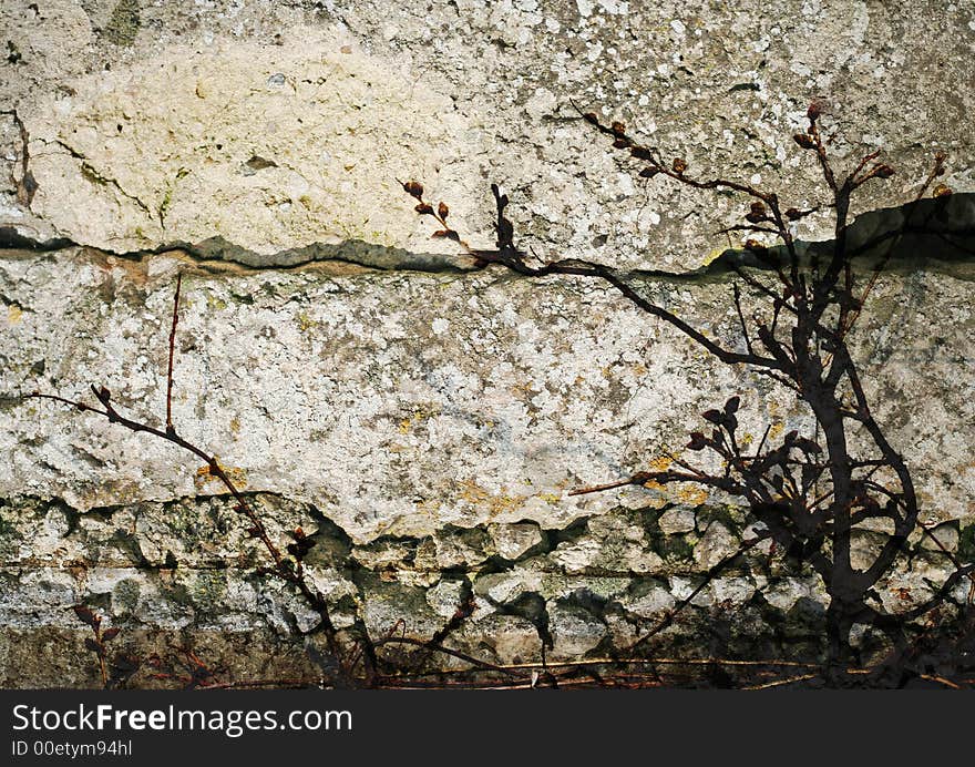 Old wall facade pattern framed tree. Old wall facade pattern framed tree