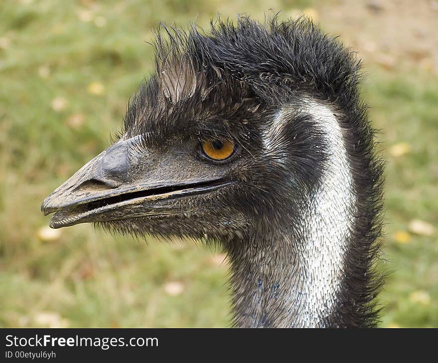 A close up of an adult nandu. A close up of an adult nandu