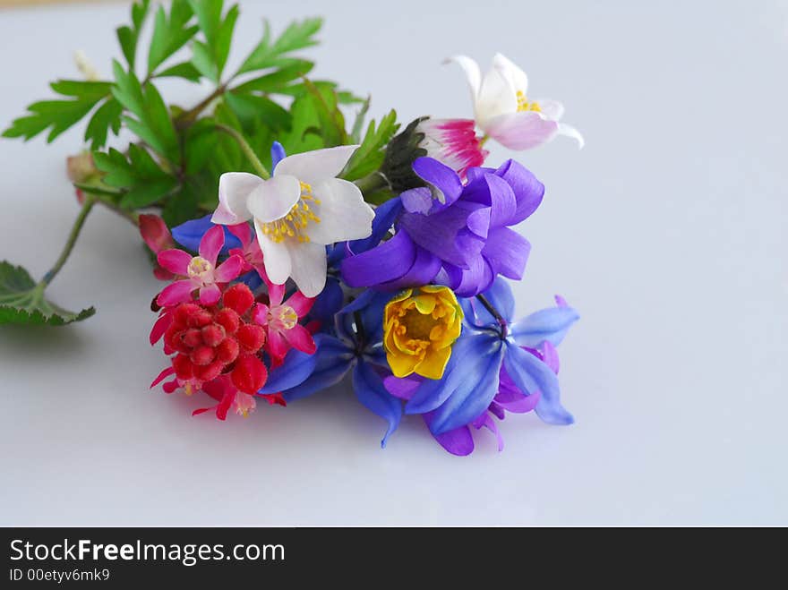 Color wild flowers on white background