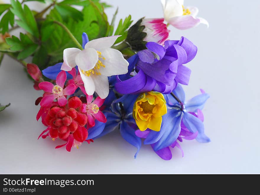 Wild flowers with different color