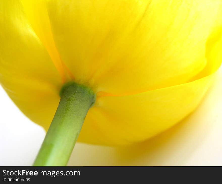 Close up of  yellow tulip on white background