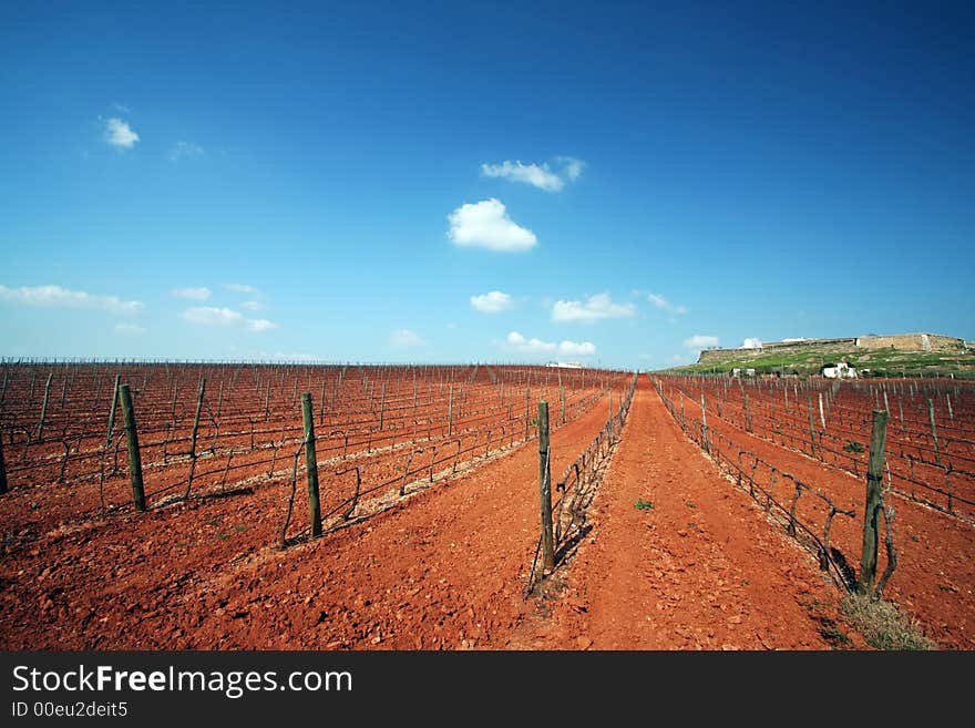 Dry vineyards with red ground and blur sky