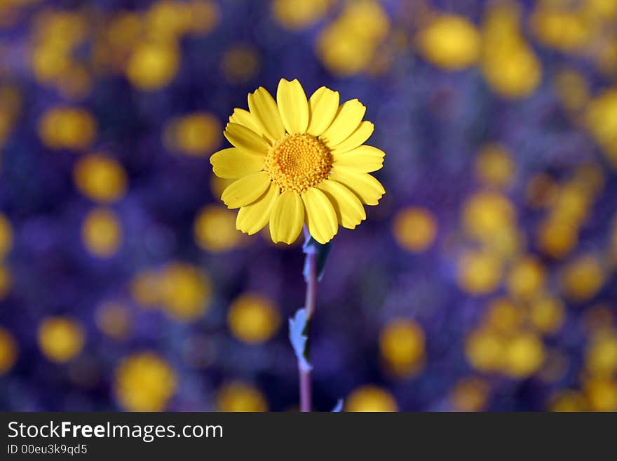 Single yellow daisy in a field of daisies