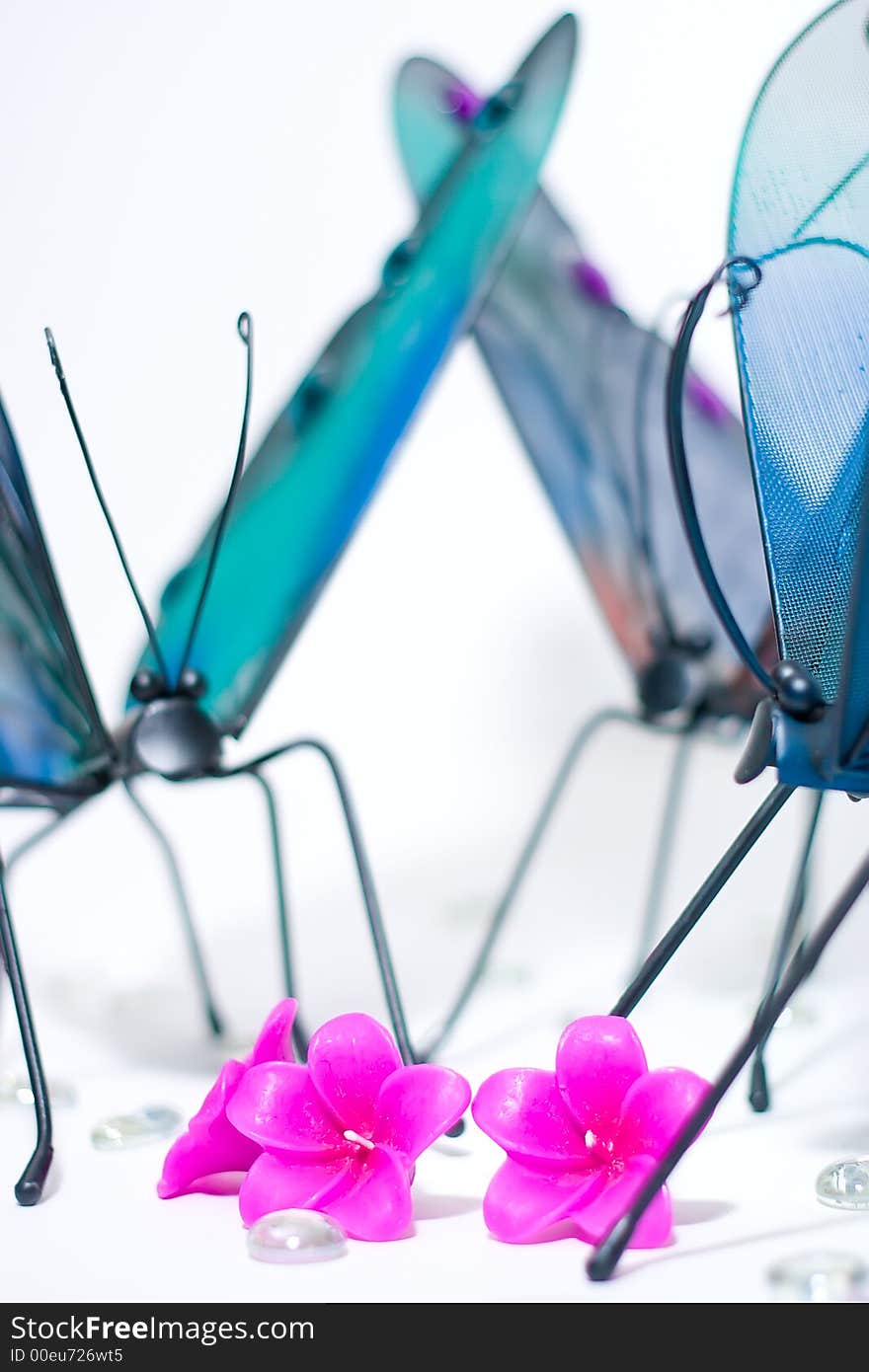 Butterflies Gathering Around